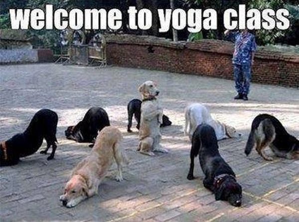 Welcome To Yoga Class - Dog humor