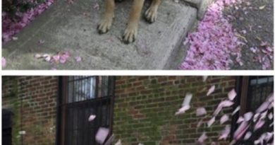 I Luv Spring - Dog humor