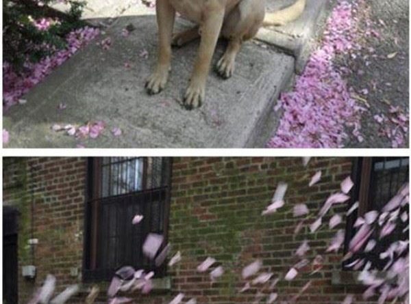 I Luv Spring - Dog humor