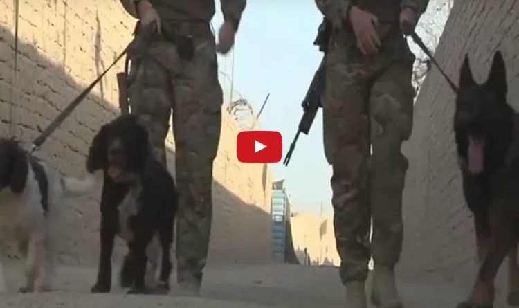 A day in the life of some military dogs and their handlers