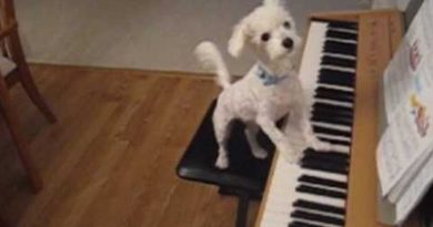 Amazing Megan Dog singing and playing the piano