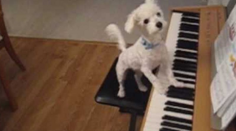 Amazing Megan Dog singing and playing the piano