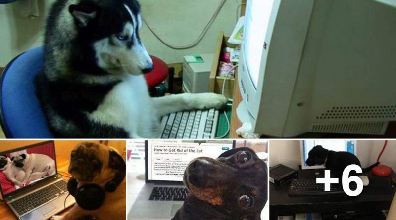 Why you shouldn't let your dog near computer - Dog humor