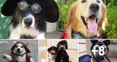 Dogs In Costumes