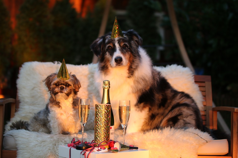 New Year party dogs